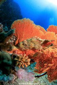 Scorpionfish in Seafan by Patrick Neumann 